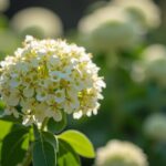 Vinaigre blanc comme désherbant : réglementation et usage en jardinage